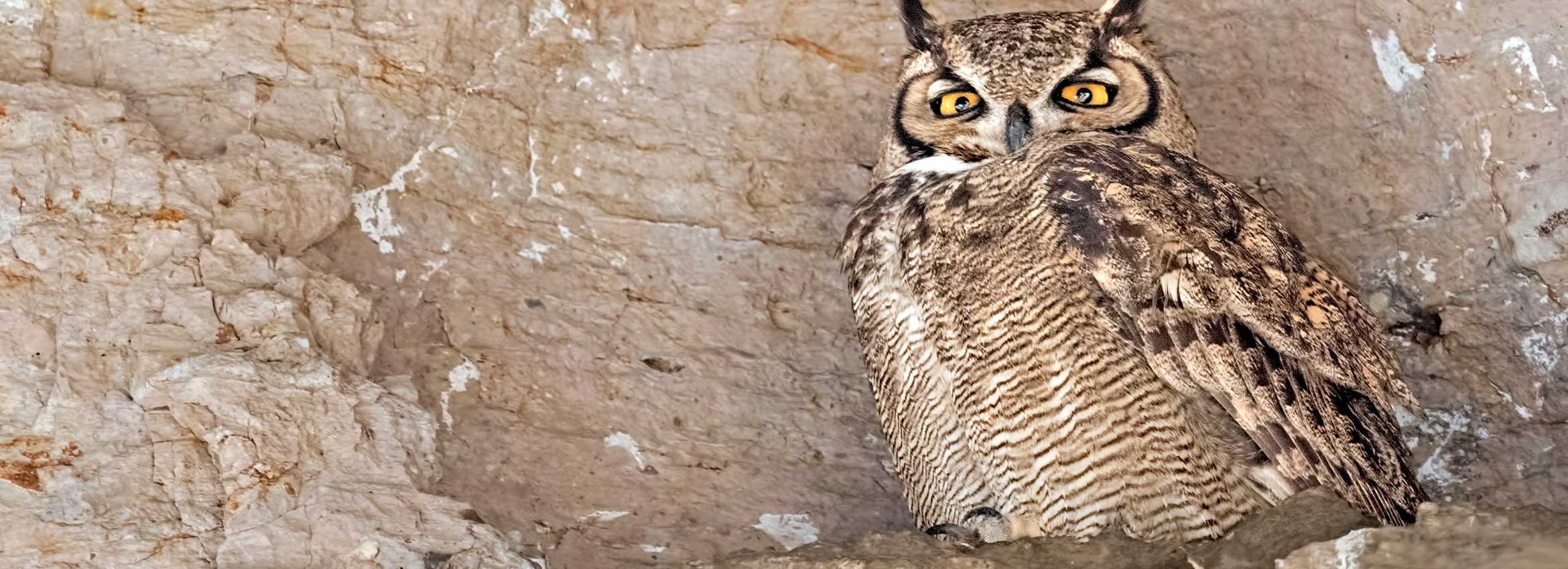 Aves de la Patagonia